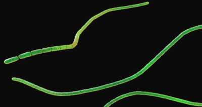 بكتيريا ثيومارجريتا