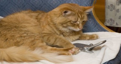 قطة تنقذ صاحبها