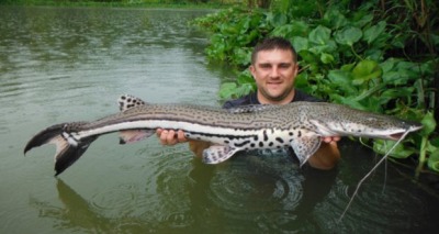 سمك خشب النار