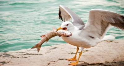 صخور في معدة الطيور و الأسماك 