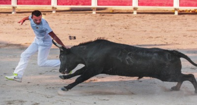 مصارعة الثيران الفرنسية 