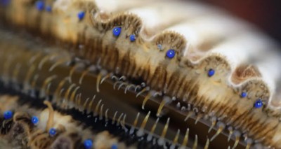 أعين سمكة الإسكالوب