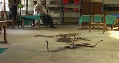 أفاعي سامة داخل مكتب حكومي 