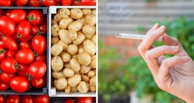 النيكوتين و مكافحة الحشرات 