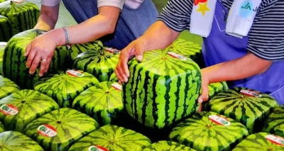 البطيخ المكعب