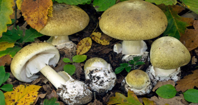 فطر قبعة الموت