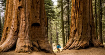أشجار السيكويا العملاقة 