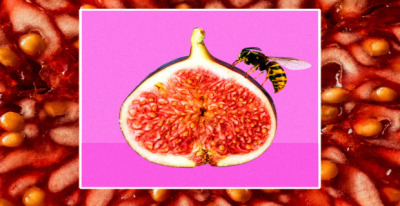 تلقيح التين بالدبابير