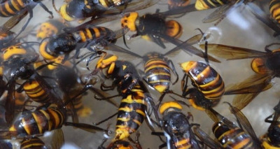 أكل الدبابير في اليابان