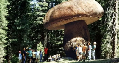 فطر ولاية أوريجون