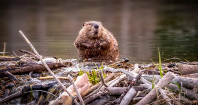 سد يبنيه قنادس