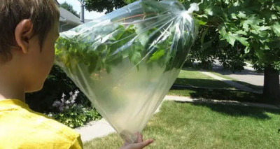 أوراق الشجر و الماء