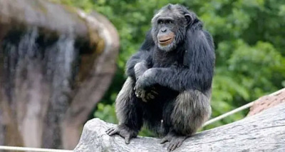 القرد سانتينو 