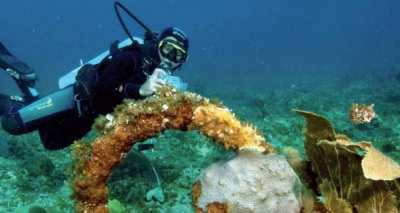 الشعاب المرجانية في كوبا