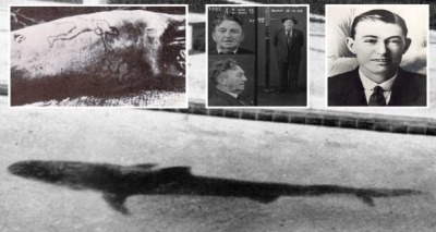 قرش يكشف عن جريمة قتل 