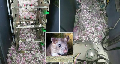 فأر داخل ماكينة أموال 