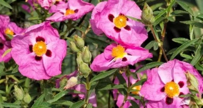 نبات السيتوس