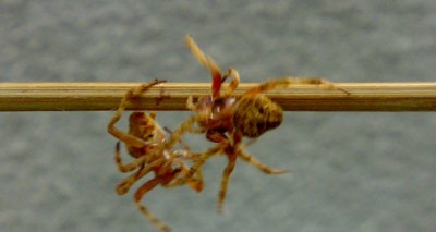 مصارعة العناكب