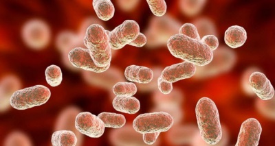 تأثيرات بكتيريا الأمعاء