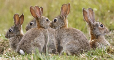 الأرانب البرية في أستراليا