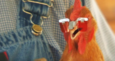 نظارات الدجاج