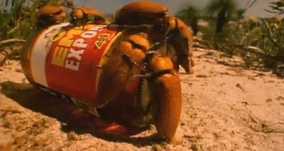 خنافس تتزاوج مع زجاجة