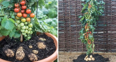 نبات الطماطس