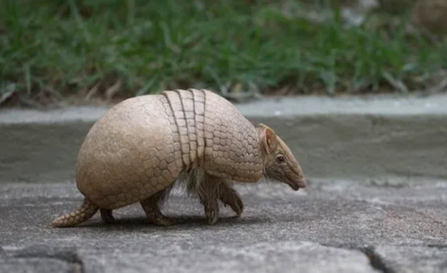 أطلق رصاصة على حيوان الأرماديلو فأرتدت من درعه و أصابت حماته