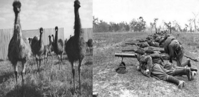 حرب الإيمو .. الحرب التى أنتصرت فيها الطيور على الجيش الإسترالى