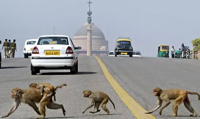 قرود فى البرلمان الهندى