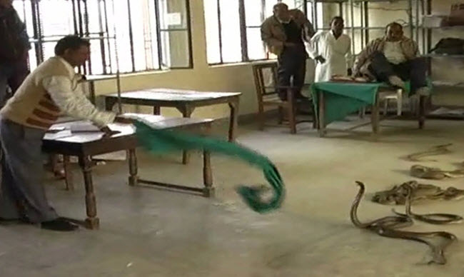 مواطنين هنديين يلقون بأفاعى سامة داخل مكتب حكومي احتجاجا على مطالبتهم بدفع رشاوي للموظفين