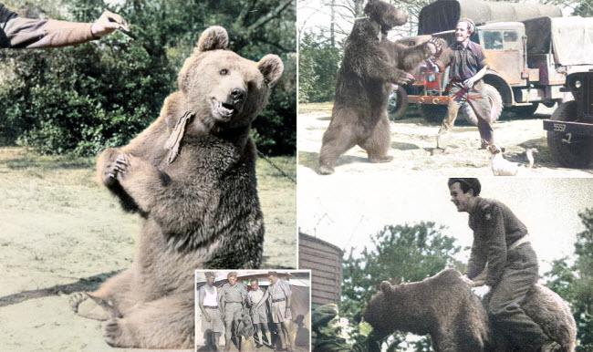 الدب فوتيك الحيوان الذى كان أحد أبطال الحرب العالمية الثانية