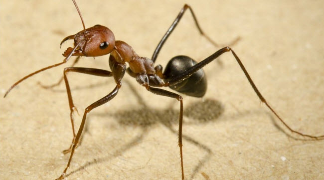 النملة