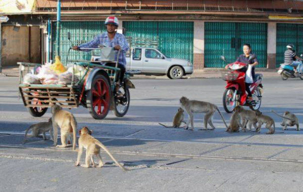 انتشار القرود فى شوارع تايلاند