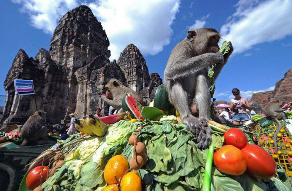تناول قرود المكاك للأطعمه و الفواكه فى مهرجان بوفيه القرود