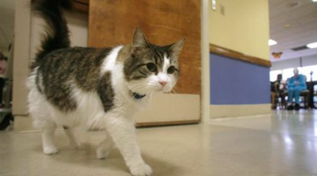 تعرف على القط أوسكار الذى يتنبأ بإقتراب وفاة الأفراد