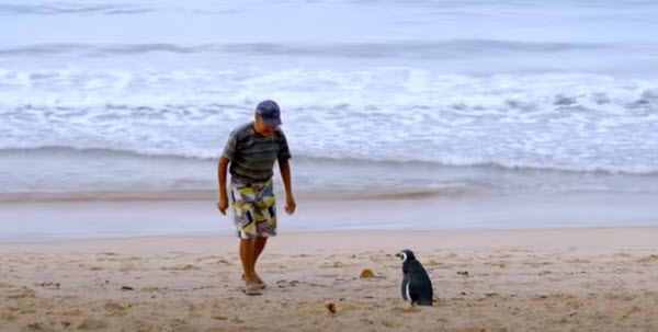 البطريق ديندم مع جواو دى سوزا على شواطئ ريو دى جانيرو