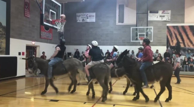 كرة سلة الحمير لعبة أمريكية تحت مرمي جمعيات الرفق بالحيوان