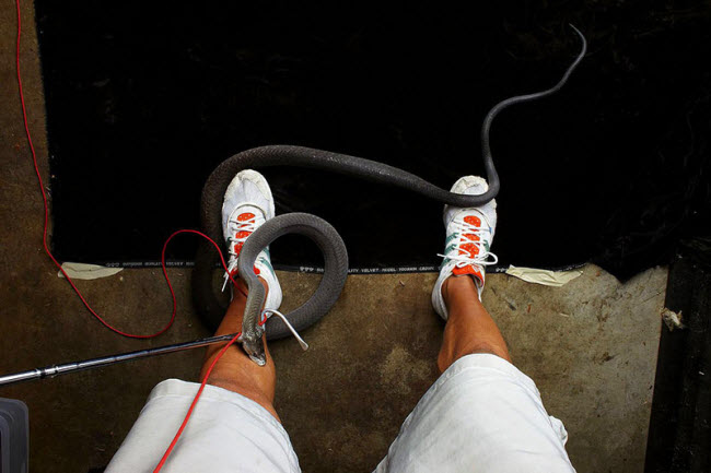 صورة لدغة أفعى البلاك مامبا السامة على ساق مصورها