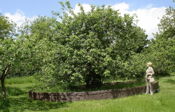 الشجرة التى وقعت منها التفاحة على نيوتن و ألهمته بفكرة الجاذبية