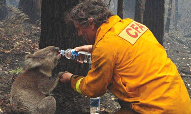 صورة إنقاذ حيوان الكوالا سام من حرائق فى غابات أستراليا