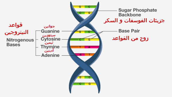 مكونات الحمض النووي DNA