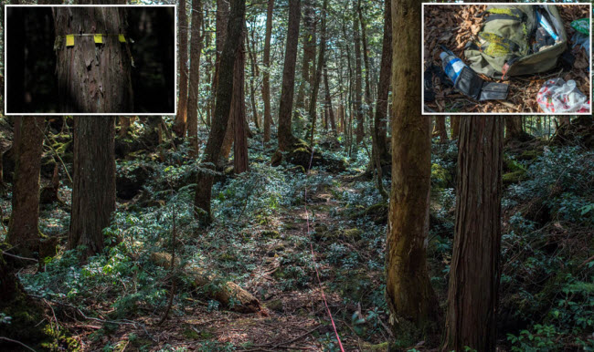 لغز غابة الإنتحار في اليابان التى تعتبر قبلة للباحثين عن الموت