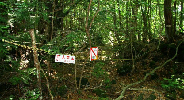 غابة الإنتحار فى اليابان