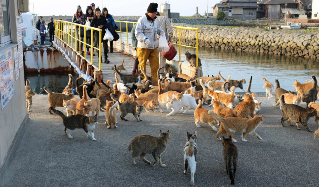 تعرف على بلدة أوشيما اليابانية المعروفة بإسم جزيرة القطط