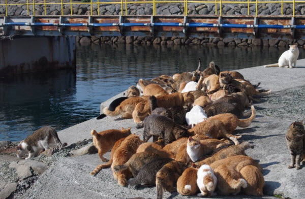أوشيما جزيرة القطط فى اليابان