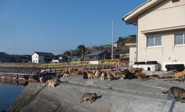 أوشيما جزيرة القطط فى اليابان