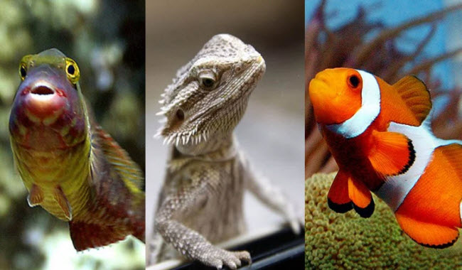 أبرز 10 كائنات حية تقوم بعمليات تحول جنسي من ذكر لأنثي أو العكس