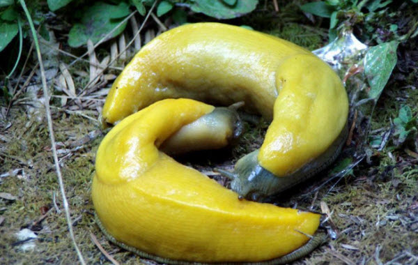 بزاقة الموز