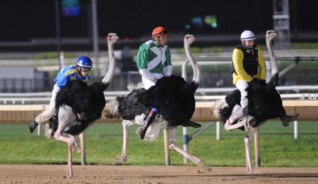 سباق النعام .. رياضة تنافسية طريفة تحت مرمي الإنتقادات